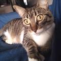 princesa (Perdido)
