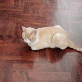 Pepe (Perdido)