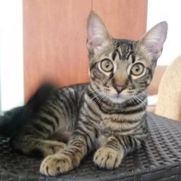 Salem (Perdido)