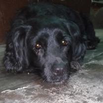 Perro - Hembra (Encontrado)