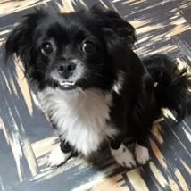 Dulce (Perdido)