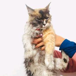 Gato - Hembra (Encontrado)