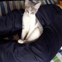 Gato - Hembra (Encontrado)