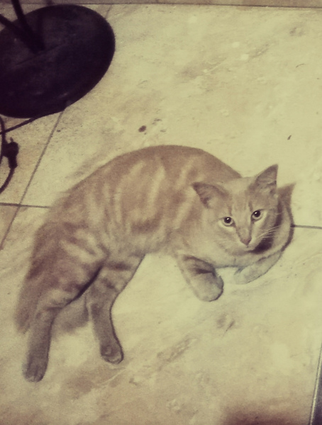 kutt (Perdido)