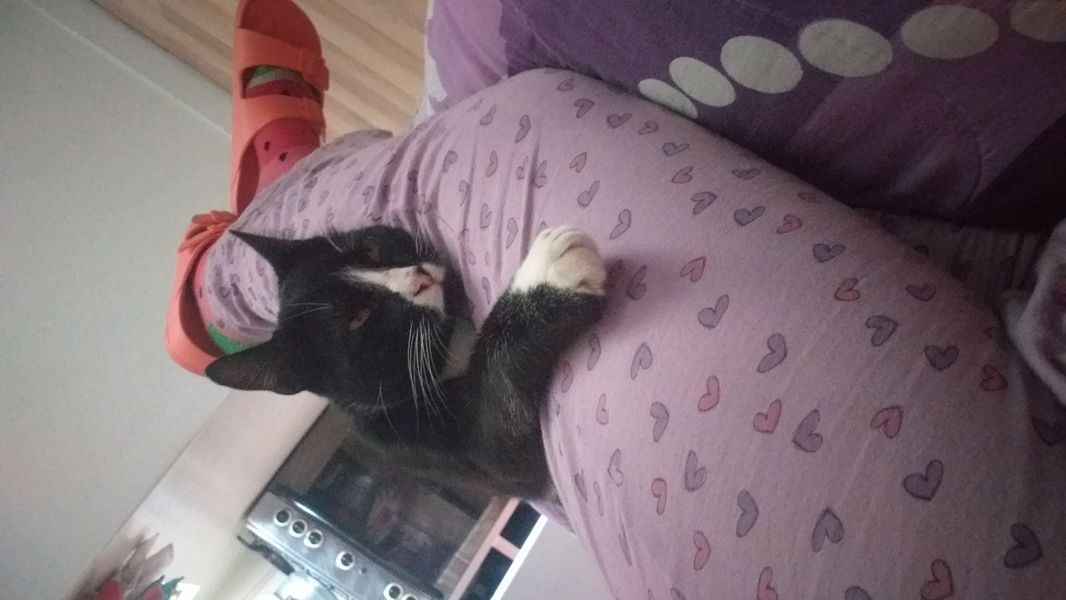 Bigotes (Perdido)