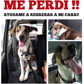 bethoven (Perdido)