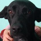 Machito (Perdido)