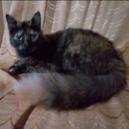 Luna (Perdido)