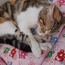 Gato - Hembra (Perdido)