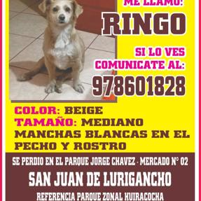 Ringo (Perdido)