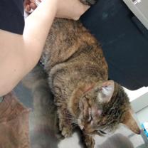 Gato - Hembra (Abandonado)