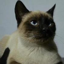 Momo (Perdido)