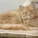 kitty (Perdido)