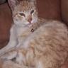 Gato - Hembra (Encontrado)