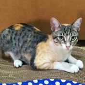 Luna (Perdido)