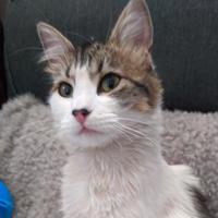max (Perdido)
