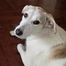 Perro - Hembra (Encontrado)