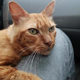 Gato - Macho (Perdido)