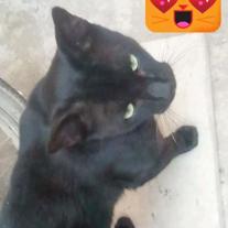 Gato - Macho (Perdido)