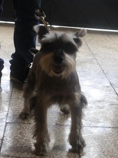 Terry (Perdido)