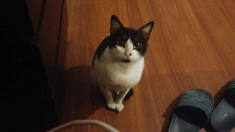 Paquito (Perdido)