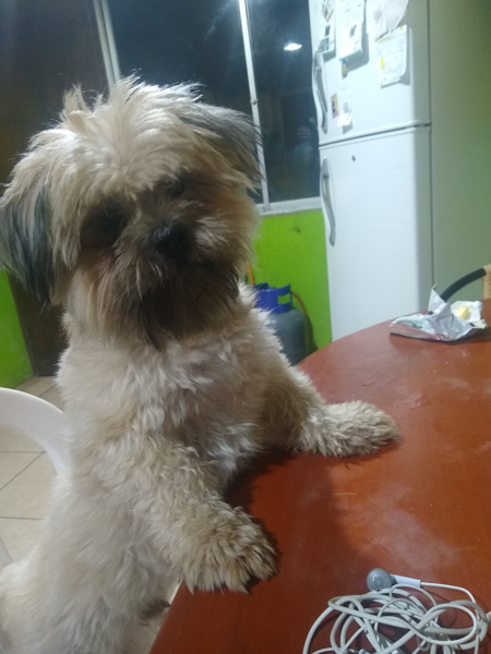 terry (Perdido)
