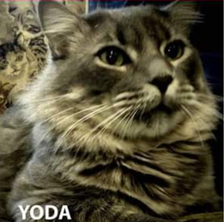 Yoda (Perdido)