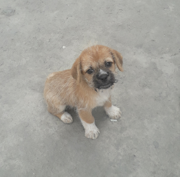 Lizzi (Perdido)