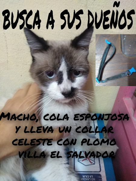Gato - Macho (Encontrado)