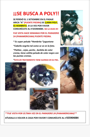 poly (Perdido)