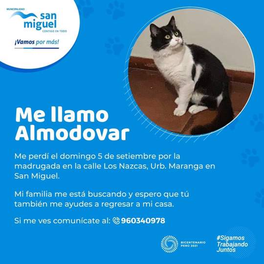 Almodovar (Perdido)
