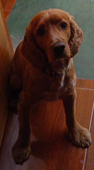 Toby (Perdido)