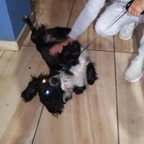 Perro - Macho (Encontrado)