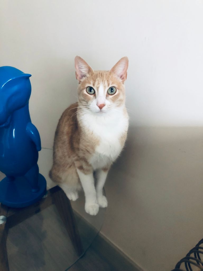 Gato - Macho (Perdido)