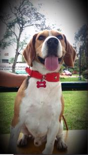 FRODO (Perdido)