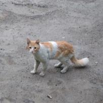 Gato - Macho (Abandonado)