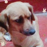 kira (Perdido)