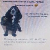 Charly (Perdido)