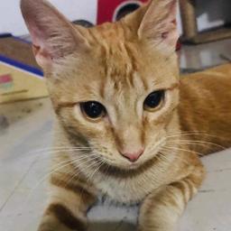 Trueno o Thunder (Perdido)
