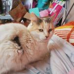 minnie (Perdido)