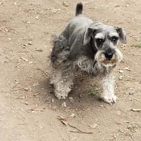Perro - Macho (Encontrado)