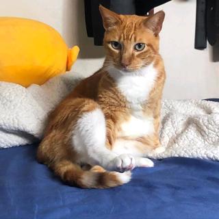 Gato - Macho (Perdido)