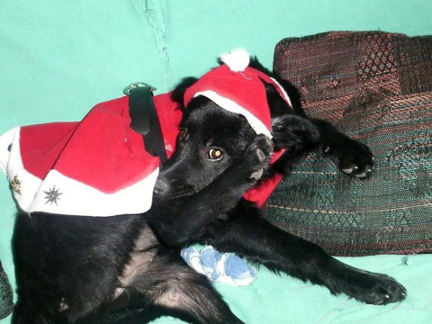Negra (Perdido)