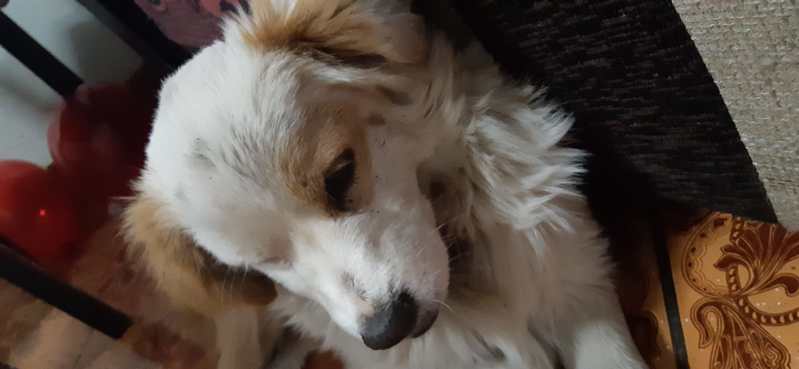 Toki (Perdido)