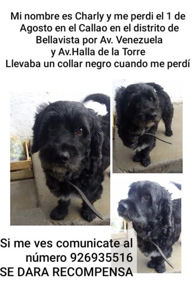 Charly (Perdido)