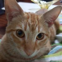 Gato - Macho (Encontrado)