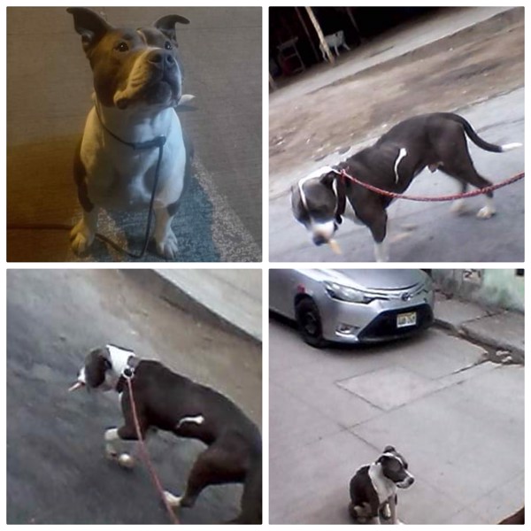 Rocket (Perdido)