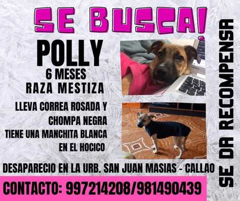 Polly (Perdido)