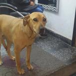 Perro - Hembra (Encontrado)