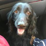 Danko (Perdido)